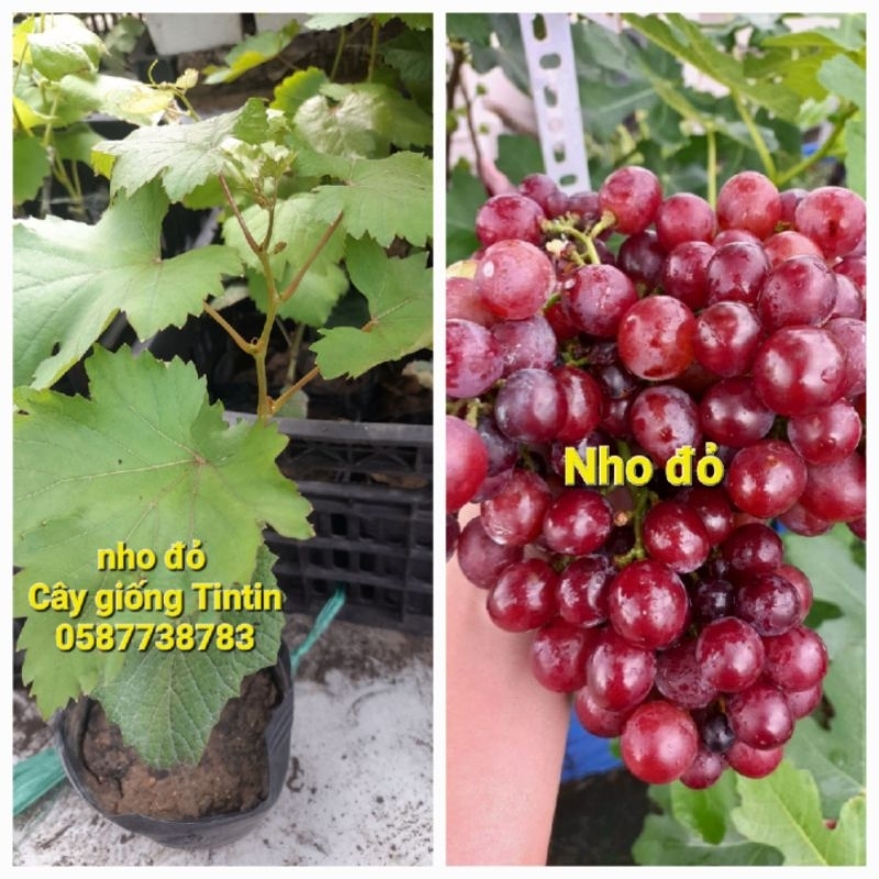 Cây giống nho Ninh Thuận các loại: nho kẹo, nho đỏ, nho mẫu đơn đen ...