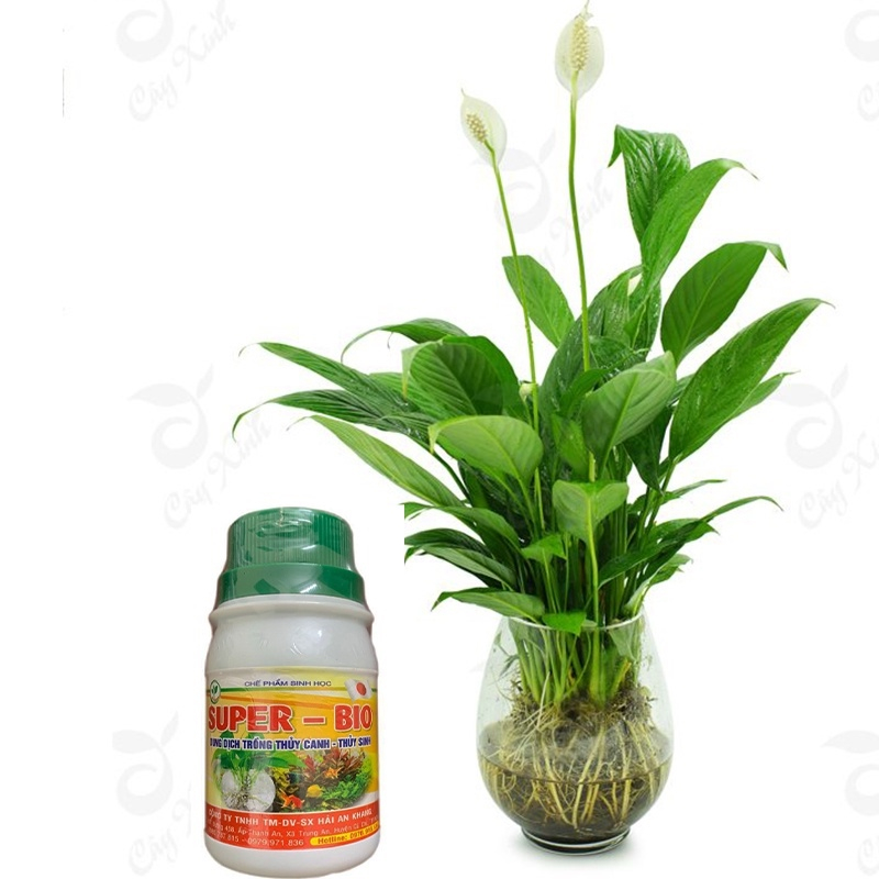 DUNG DỊCH THUỶ CANH-THUỶ SINH SUPER BIO