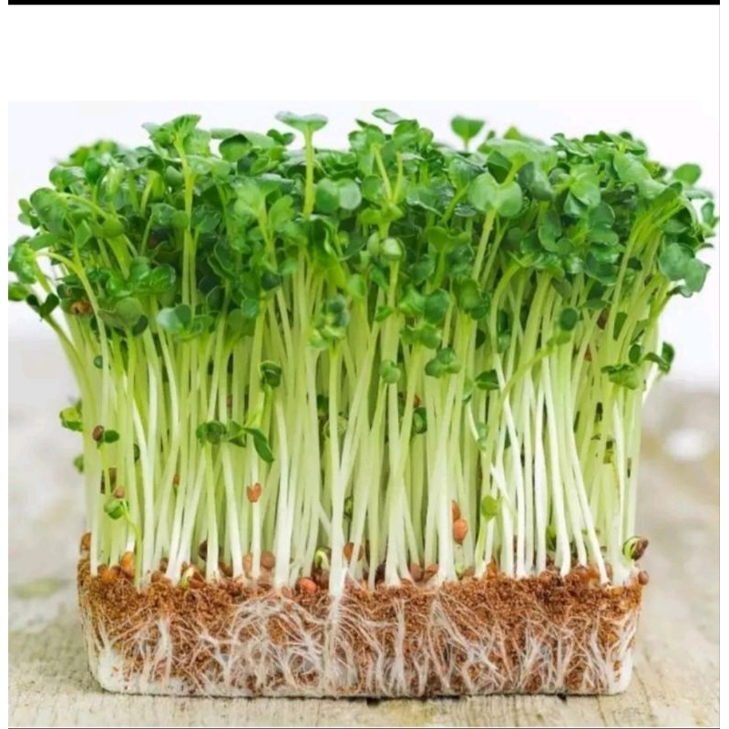 Hạt giống rau mầm | Shopee Việt Nam