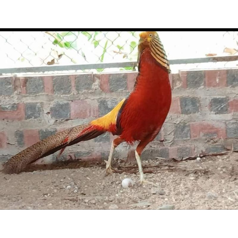 Bán Giống Chim Trĩ 7 Màu Đỏ 3 Tháng Tuổi-Trang Trại Vườn Chim Việt