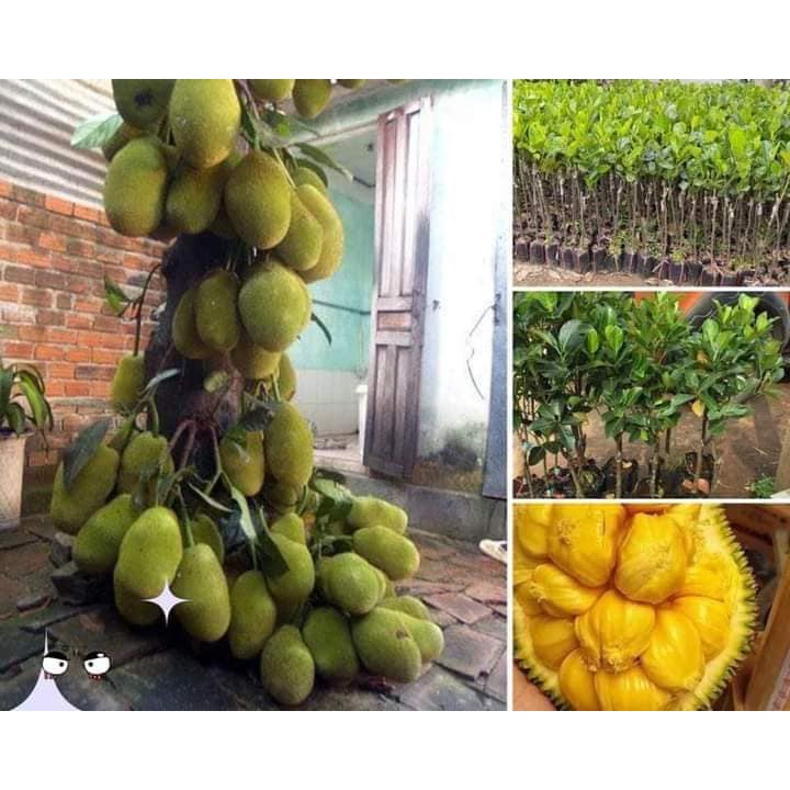 CÂY GIỐNG MÍT TỐ NỮ SIÊU SỚM (giống siêu tốt) | Shopee Việt Nam