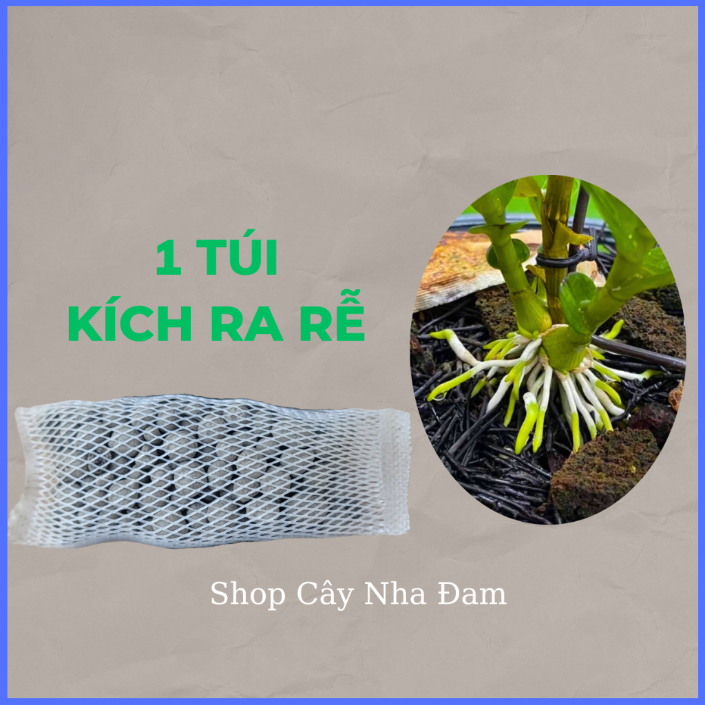 Phân Kích Thích Ra Rễ, Ra Hoa Cho Phong Lan, Cây Cảnh, Dưỡng Cây, Siêu ...