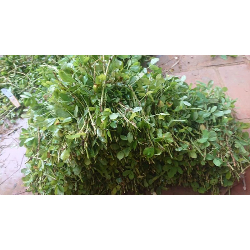 1kg cành cỏ lạc làm giống | Shopee Việt Nam