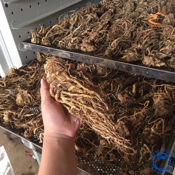 Sâm đương quy khô loại 1 sấy lạnh từ đương quy tươi giữ nguyên dược tính, dược liệu quý đương quy xuyên khung bạch thược