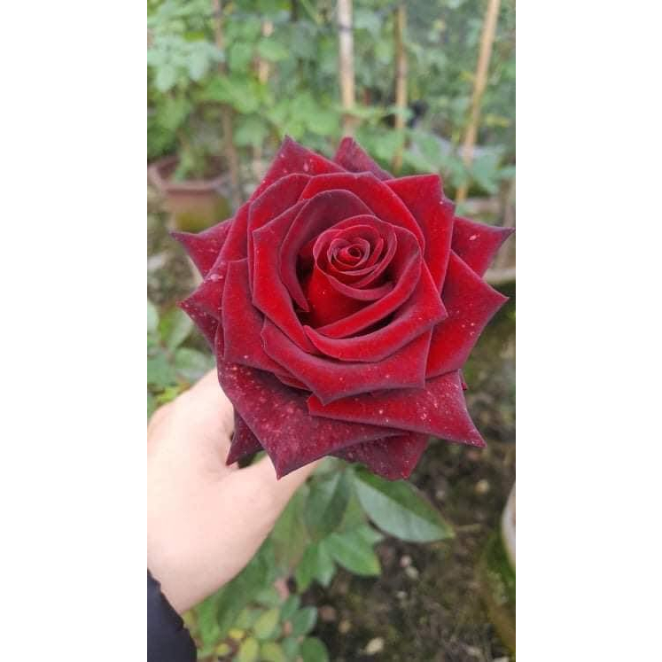 Hoa hồng Black Magic Rose - màu đỏ nhung đen, hồng bụi siêu đẹp ma mị ...