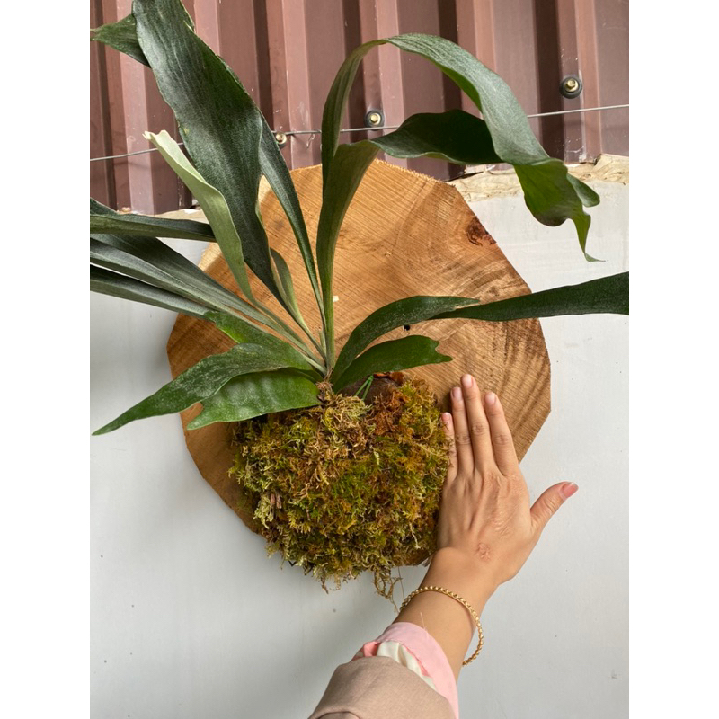 Platycerium Alcicorne ( Ổ Rồng) | Shopee Việt Nam