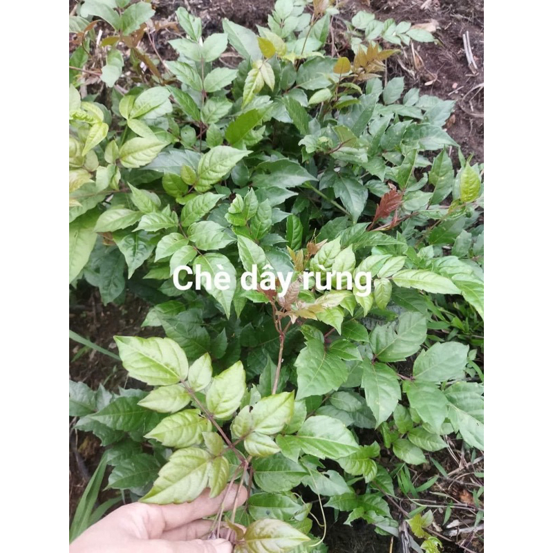 Chè Dây Rừng Khô – Lá Chè Dây Tây Bắc – Dược Liệu Tự Nhiên – Hãm Trà Uống Hàng Ngày