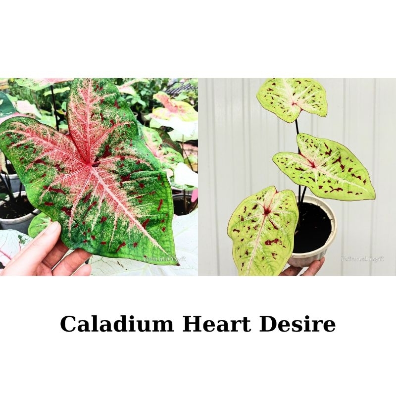 Cây giống môn Trái tim xanh, caladium Heart Desire Shopee Việt Nam