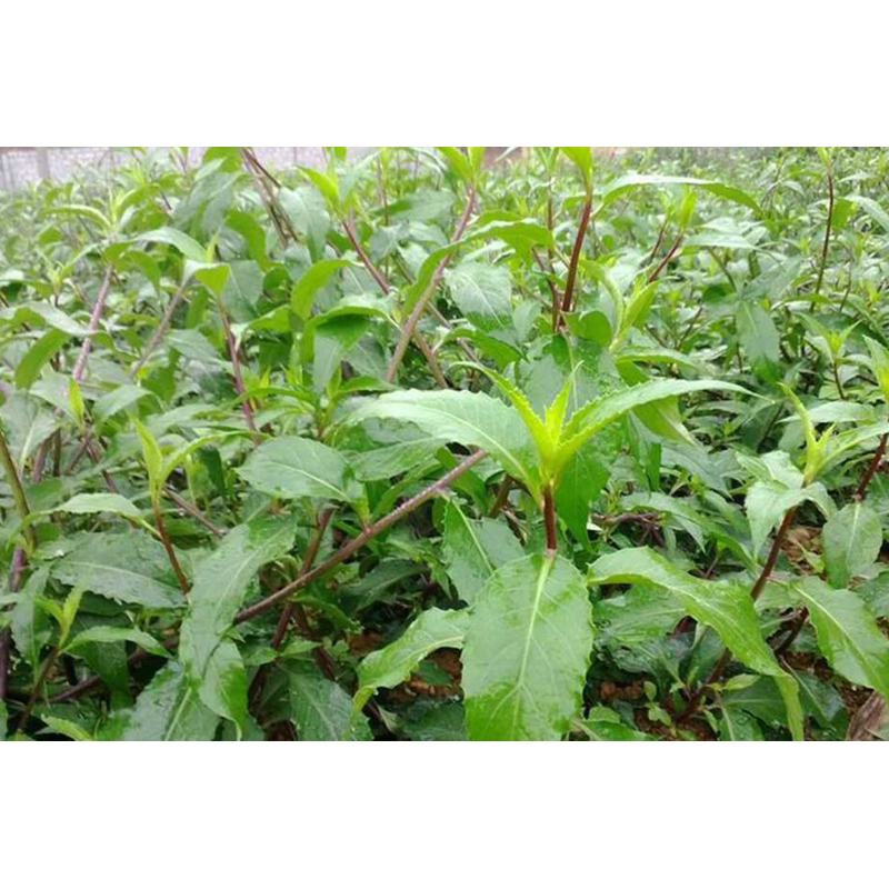 Rau lủi- Rau rừng cây con- Rau bầu đất con- 1 cây con | Shopee Việt Nam