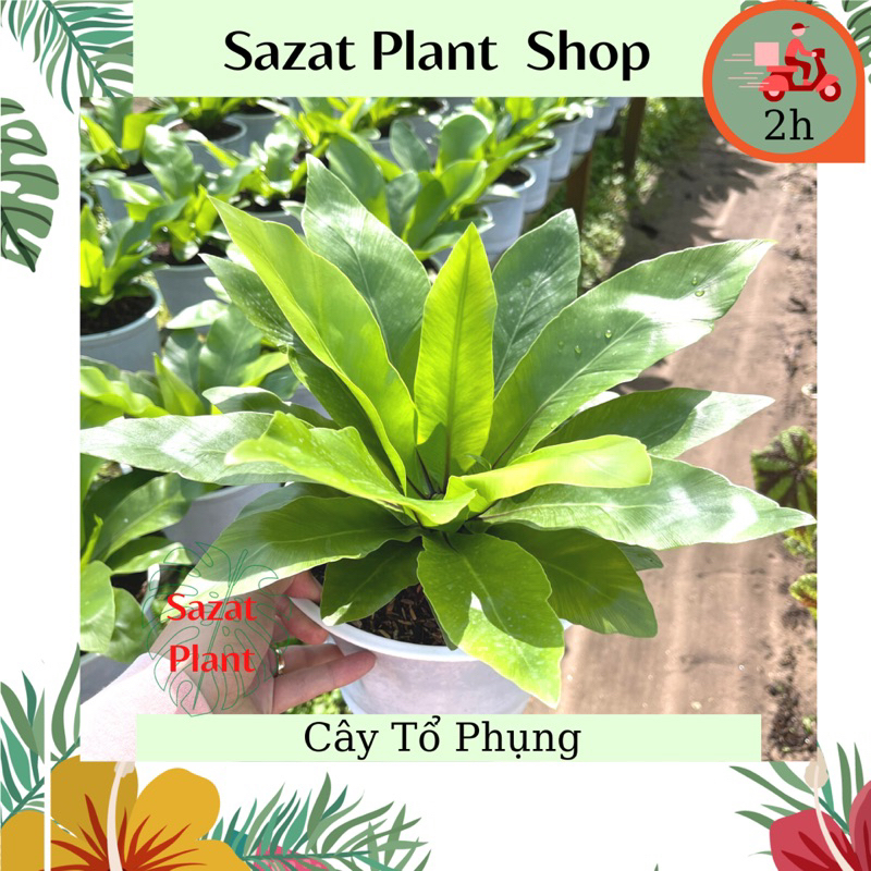 Cây Ráng Tổ Phụng (Tổ Quạ, Tổ Chim), lá dài 25-30cm, Cây trồng trong ...