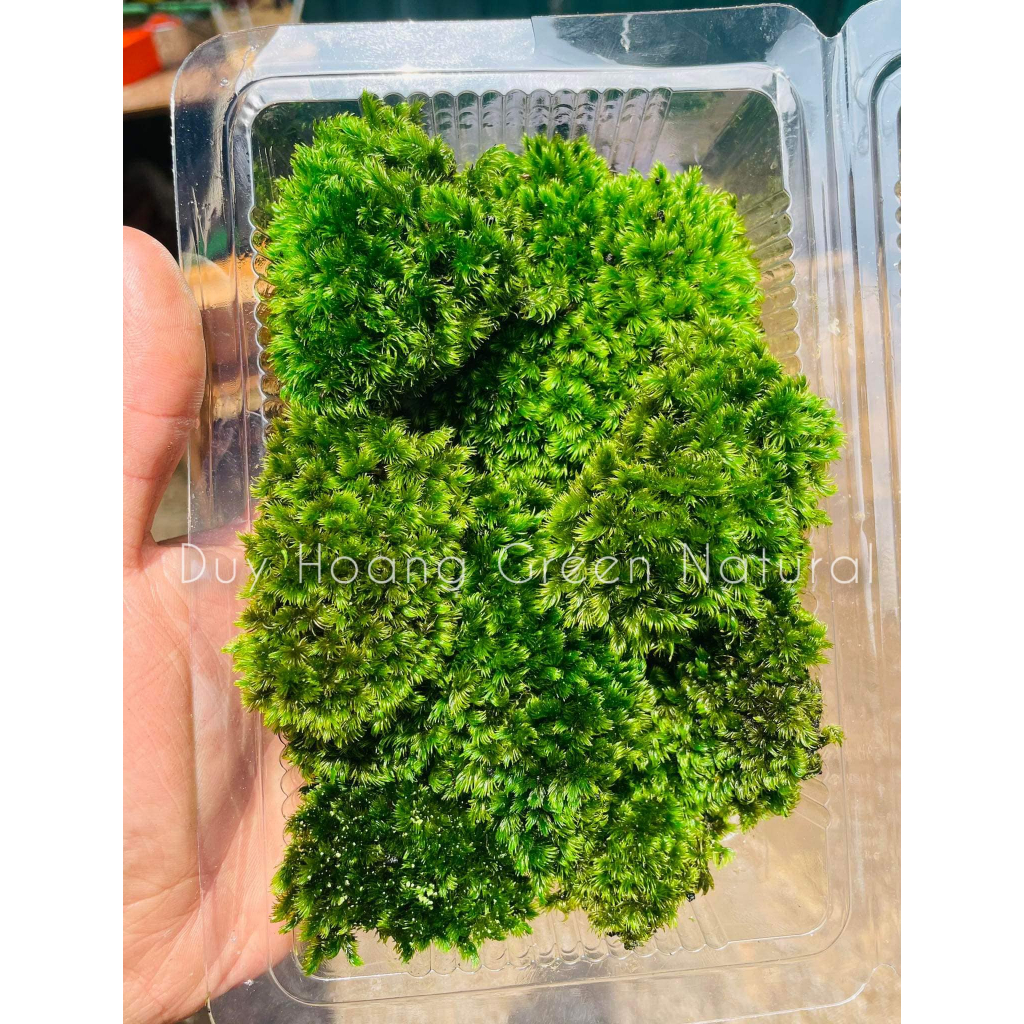 Rêu Bảo Tồn Thích Hợp Bán cạn,Tranh Rêu - không tưới