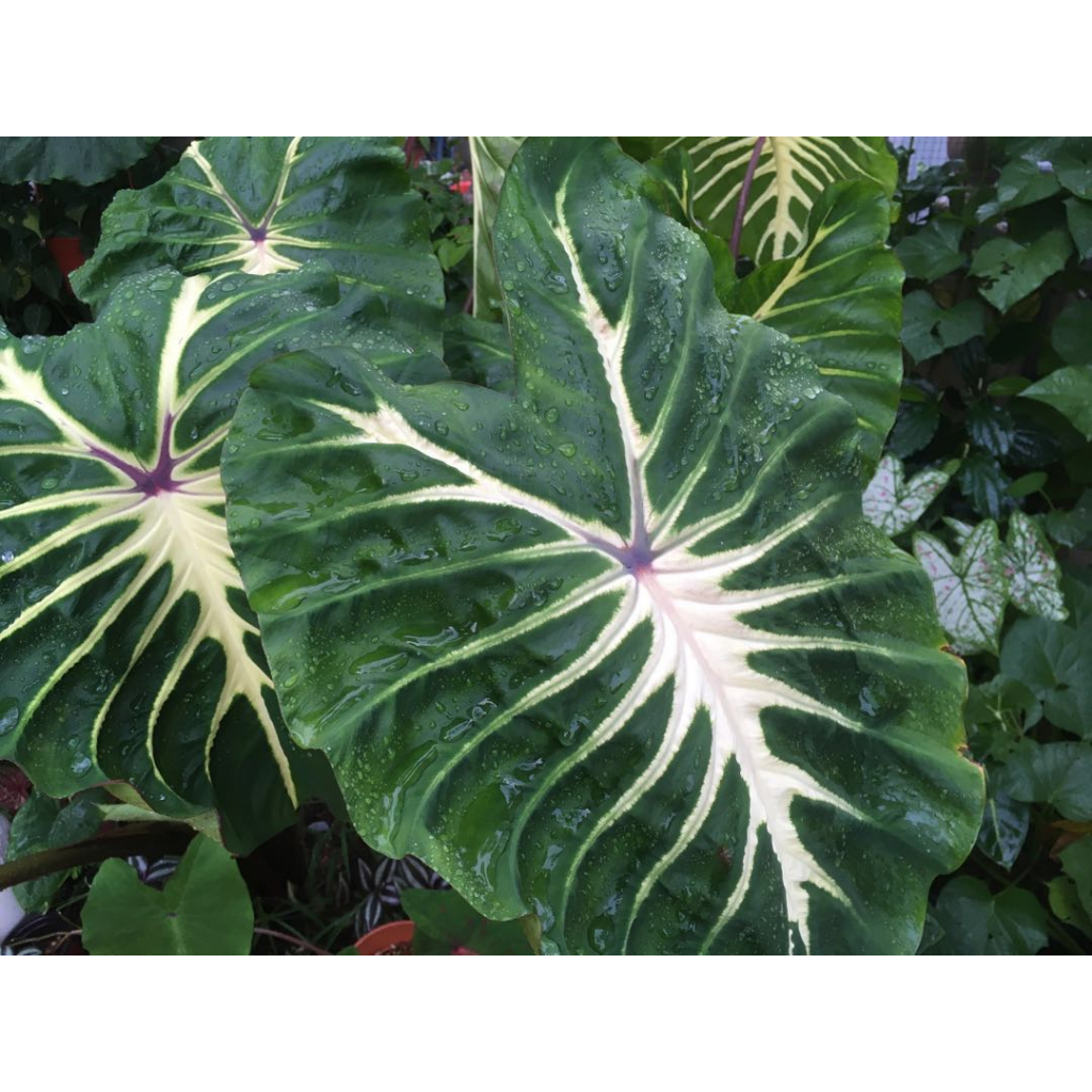CHAT SHOP TƯ VẤN VẬN CHUYỂN-Cây MÔN Caladium white lava 40cm ...