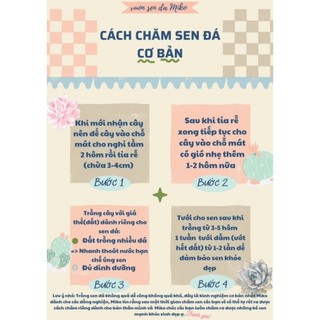 CoC 85 phòng trừ nấm bệnh cho sen đá và xương rồng có sẵn tại vườn Mầm Nắng Garden  lỗi 1 đền 1
