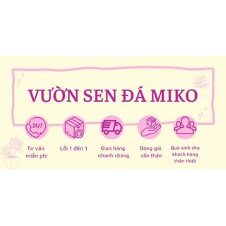 CoC 85 phòng trừ nấm bệnh cho sen đá và xương rồng có sẵn tại vườn Mầm Nắng Garden  lỗi 1 đền 1