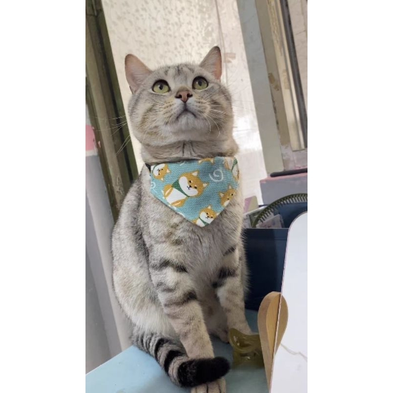 Yếm Vòng Cổ Cho Mèo Size 18-30cm