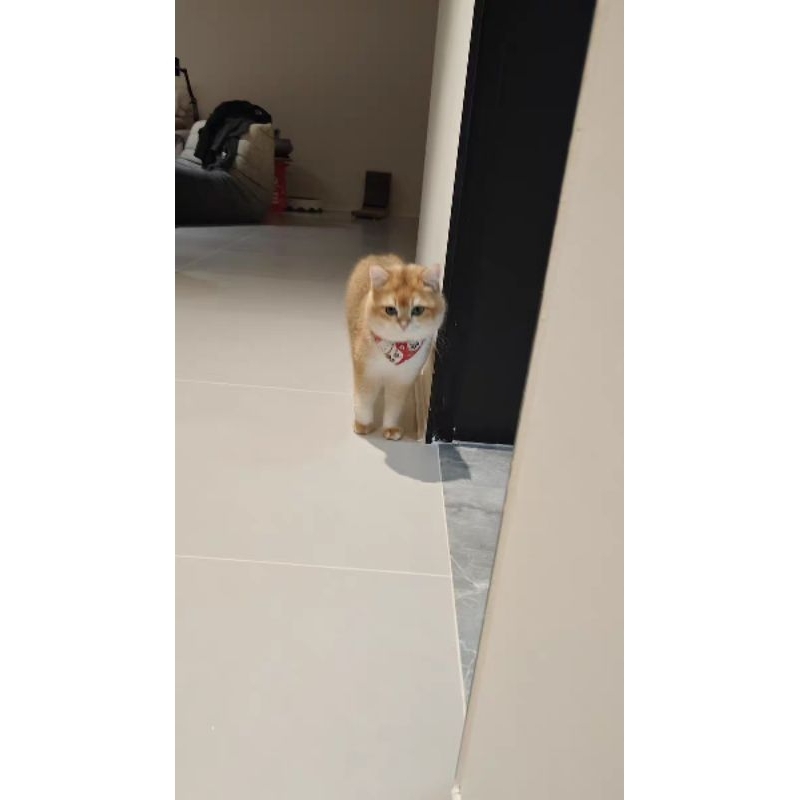 Yếm Vòng Cổ Cho Mèo Size 18-30cm