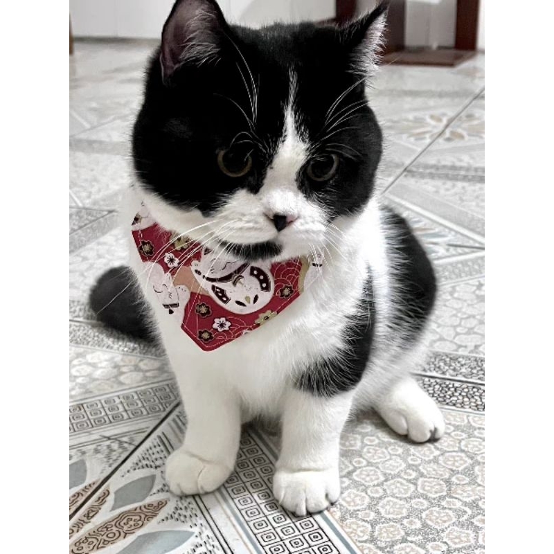 Yếm Vòng Cổ Cho Mèo Size 18-30cm