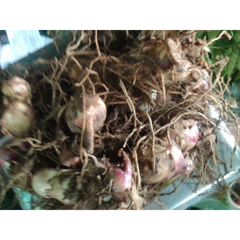 củ dong riềng giống có mầm 1kg | Shopee Việt Nam
