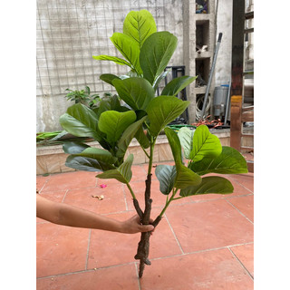 Cây bàng Singapore thân cổ 3 nhánh lá cao 1m ( Không kèm chậu )-Cây giả decor