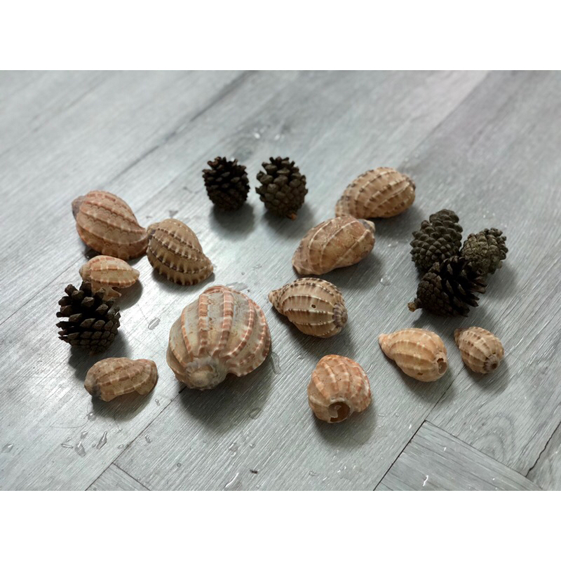 Vỏ ốc Rugosus, vỏ ốc Khế, trang trí (sl: 1 vỏ như hình) | Shopee Việt Nam
