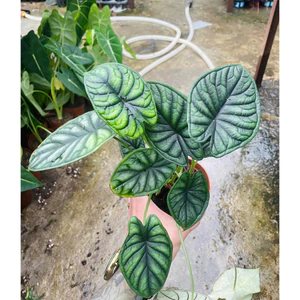 Cây Môn Rồng Xanh Alocasia Dragon Scale