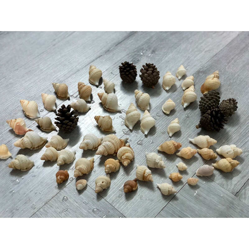 Vỏ ốc Rugosus, vỏ ốc Bulot, trang trí (sl: 1 vỏ như hình) | Shopee Việt Nam