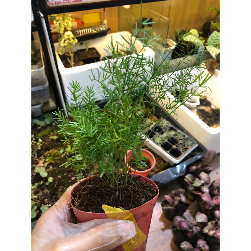 Tùng thiên môn,cây trang trí trong nhà tiểu cảnh, bán cạn,terrarium