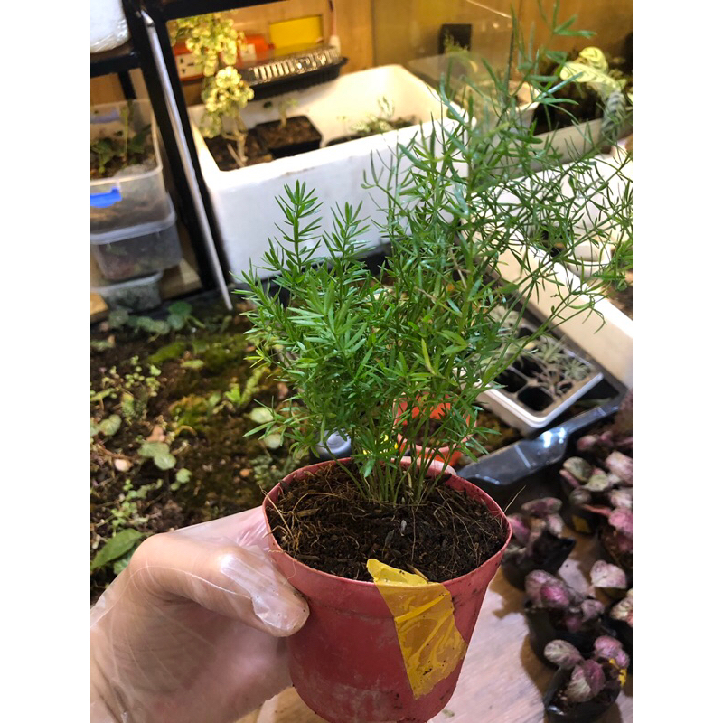 Tùng thiên môn,cây trang trí trong nhà tiểu cảnh, bán cạn,terrarium