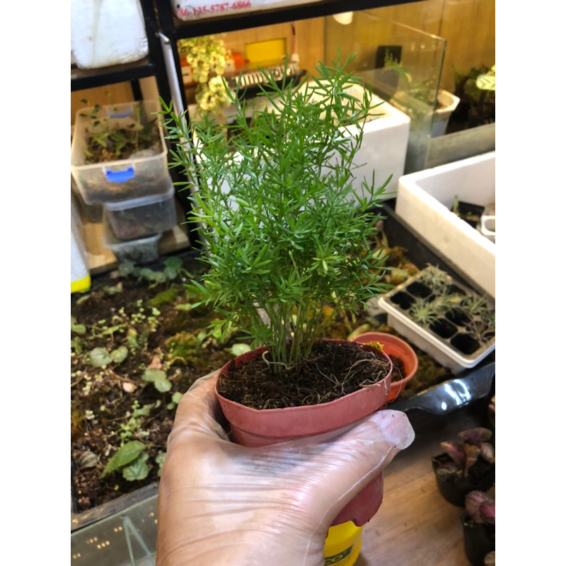 Tùng thiên môn,cây trang trí trong nhà tiểu cảnh, bán cạn,terrarium