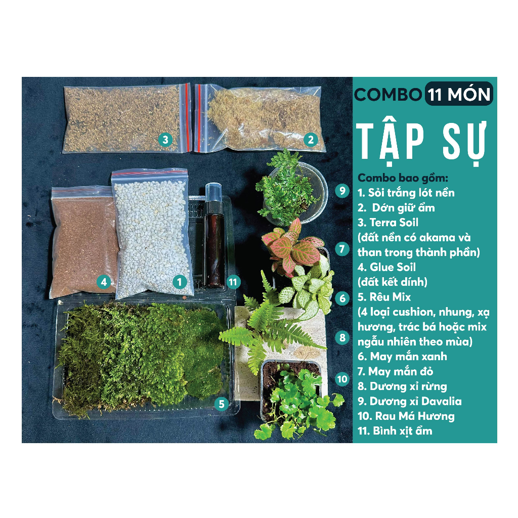 Combo Terrarium 20 món cho người mới chơi, Combo rêu, Combo Terrarium ...