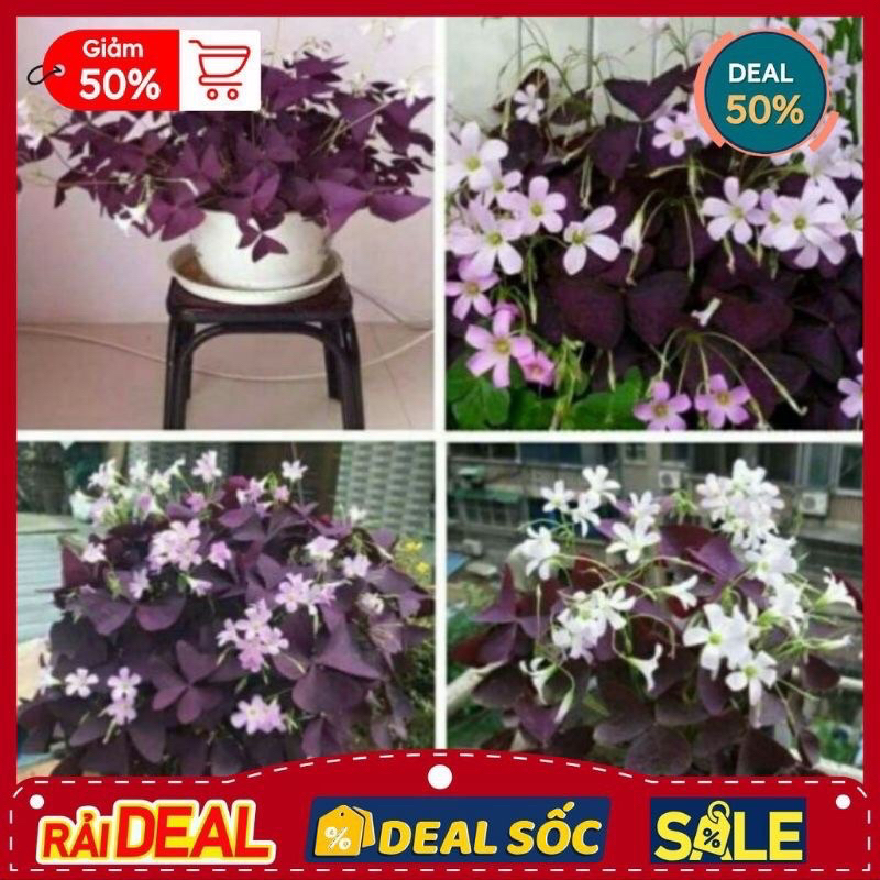 Củ hoa Buom đêm(2củ) | Shopee Việt Nam