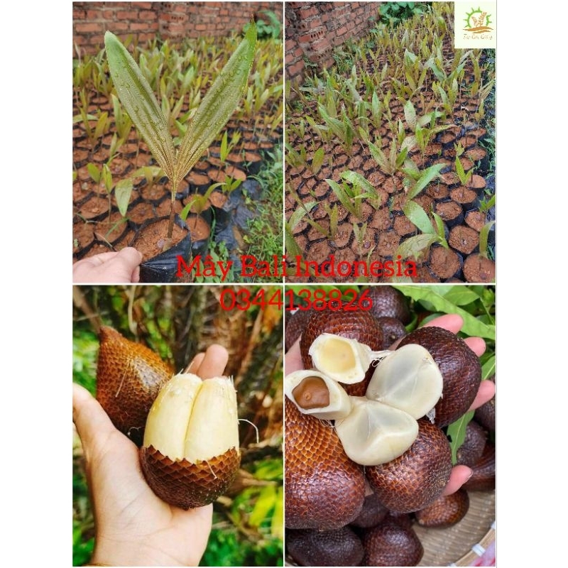 Cây giống Mây Bali Indonesia, Trái Da Rắn Bali, Salak Bali. | Shopee ...