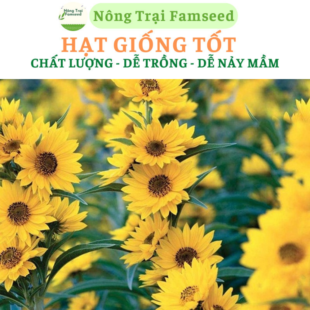 Hạt Giống Hoa Mãn Đình HồngDễ Trông Năng Suất Cao – Hạt Giống Famseeds