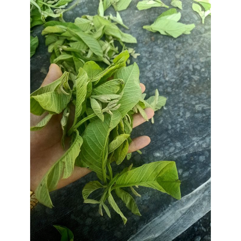 COMBO 45 túi (tặng 15 túi)TRÀ ỔI PHƠI KHÔ liều lượng đủ dùng cho 1 ngày 170-200gam/15. mua 2 combo tặng 1 combo