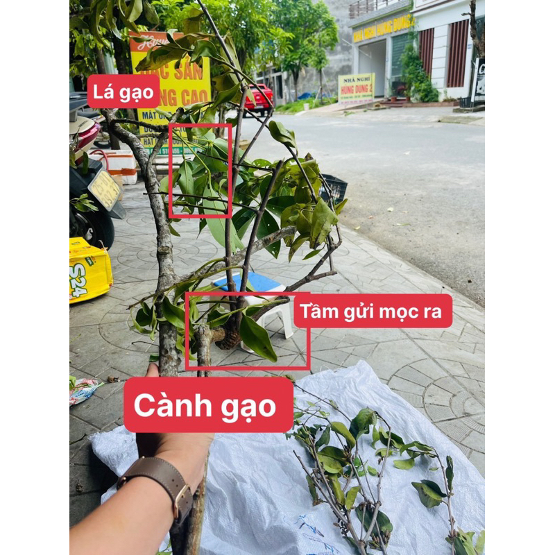 Tầm Gửi Gạo Tía Phơi Khô Tự Nhiên (Thơm,sạch,chuẩn tầm gửi gạo 100%)500gr-1kg