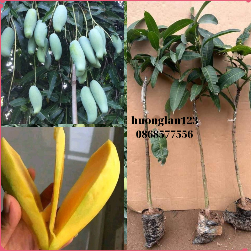 GIỐNG CÂY XOÀI THÁI HẠT LÉP ( cây ghép) TRỒNG 1 NĂM CHO TRÁI | Shopee ...