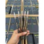 Chì Xé Kẻ Mày Habaria Eyebrow Pencil