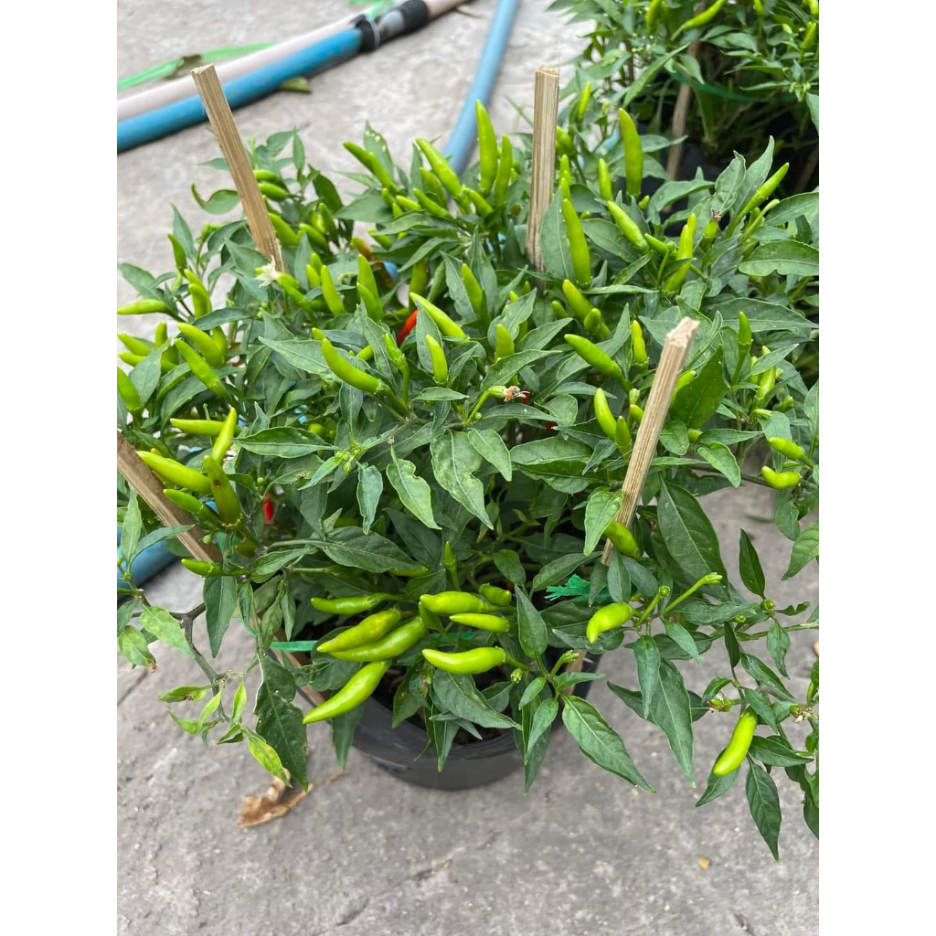 Cây giống ớt xiêm xanh(caygiongbazanxanh) | Shopee Việt Nam