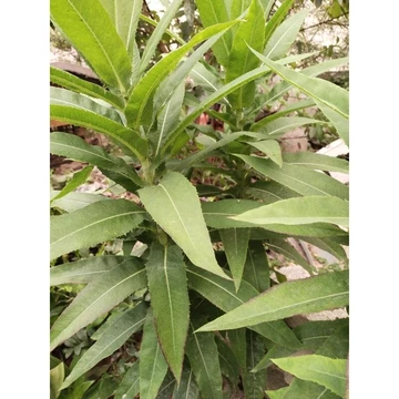 1kg Thân lá bồ công anh t ươi nhà trồng (shop chỉ giao các tỉnh lân cận hà nội)