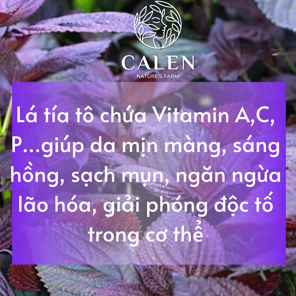Bột tía tô hữu cơ đắp mặt Calen Nature Farm sạch mặt, giảm tàn nhang và chống nắng hiệu quả hũ 150gram