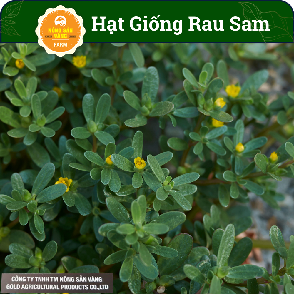 [HCM] Hạt Giống Rau Sam, Nảy Mầm Cao, Phát Triển Và Sinh Trưởng Mạnh ...