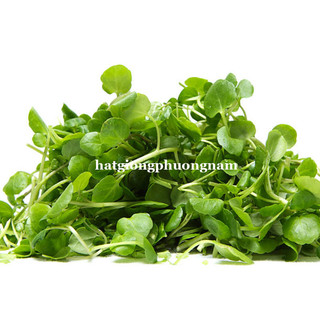 Hạt Giống Mầm Cải Ngọt Phương Nam