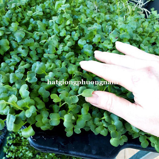 Hạt Giống Mầm Cải Ngọt Phương Nam