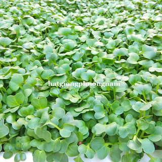 1 Kg - Hạt Giống Mầm Củ Cải Trắng Phương Nam
