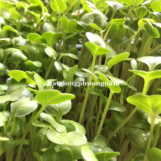 1 Kg - Hạt Giống Mầm Củ Cải Trắng Phương Nam