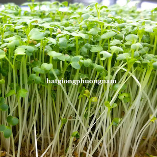 1 Kg - Hạt Giống Mầm Củ Cải Trắng Phương Nam