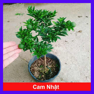 Cây Cam Nhật - cam ngọt siêu trái, cây đang chuẩn bị cho trái, cây giao như video