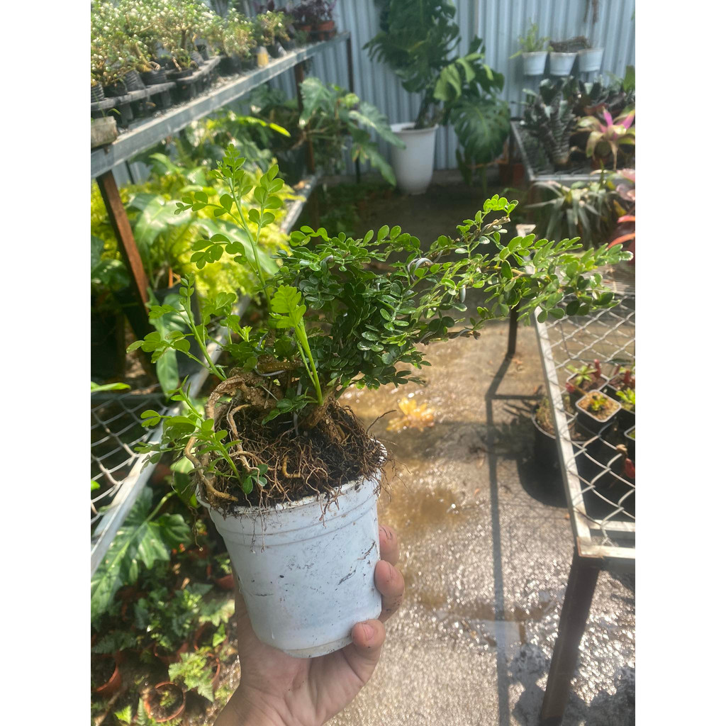 Cần thăng bonsai trồng bán cạn, non bộ, tiêu cảnh, terraium