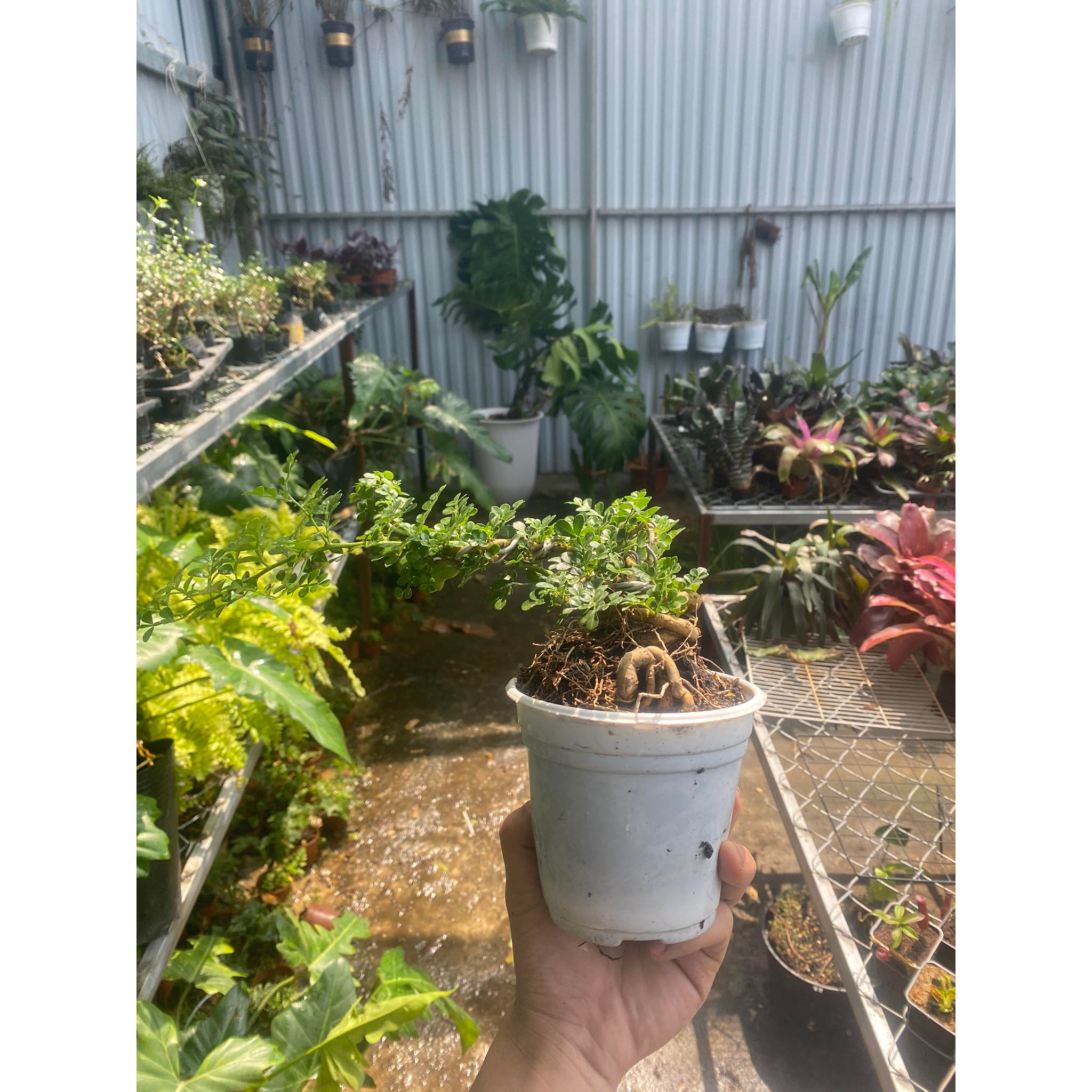 Cần thăng bonsai trồng bán cạn, non bộ, tiêu cảnh, terraium
