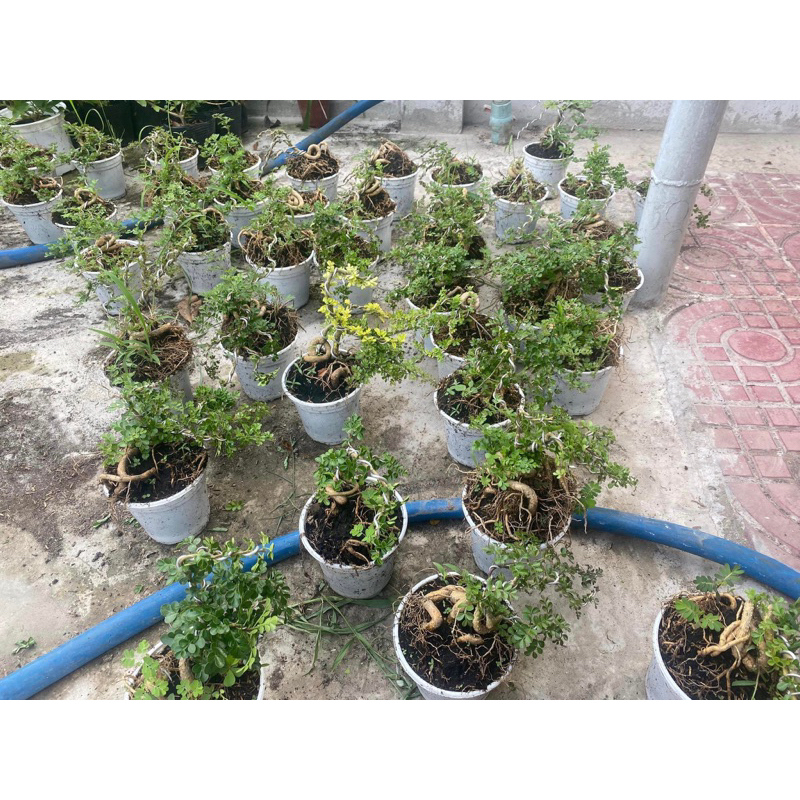 Cần thăng bonsai trồng bán cạn, non bộ, tiêu cảnh, terraium